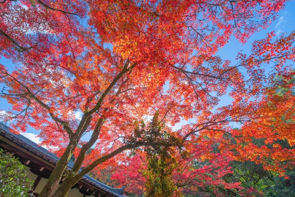 Rote Ahornblätter oder Herbstlaub in der farbenfrohen Herbstsaison in der Nähe — Stockfoto
