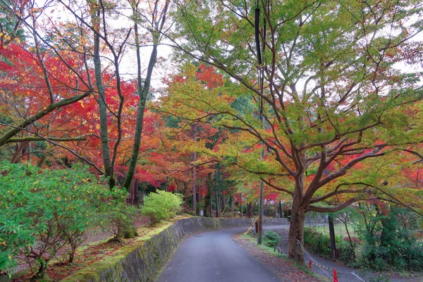 Feuilles d'érable rouges ou feuillage d'automne en automne coloré près de — Photo