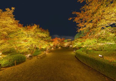 Kırmızı sonbahar yeşillik tünelinde, akçaağaç koridorunda ışık saçın.