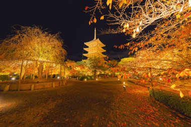 Kırmızı akçaağaç yapraklı Toji Pagoda Tapınağı ya da otudaki yapraklar.