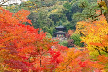 Kırmızı akçaağaç yapraklı ya da yapraklı Eikando Zenrinji Tapınağı