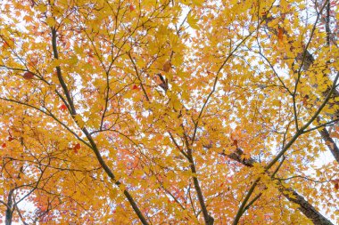 Kırmızı akçaağaç yaprakları ya da sonbahar mevsimine yakın renkli yapraklar 