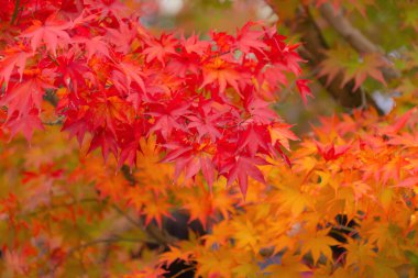 Kırmızı akçaağaç yaprakları ya da sonbahar mevsimine yakın renkli yapraklar 