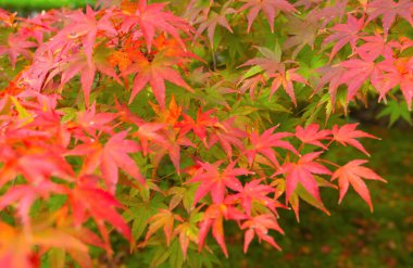 Kırmızı akçaağaç yaprakları ya da sonbahar mevsimine yakın renkli yapraklar 