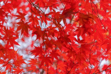 Kırmızı akçaağaç yaprakları ya da sonbahar mevsimine yakın renkli yapraklar 