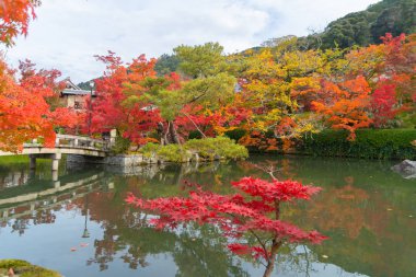 Kırmızı akçaağaç yaprakları ya da sonbahar mevsimine yakın renkli yapraklar 