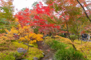 Kırmızı akçaağaç yaprakları ya da sonbahar mevsimine yakın renkli yapraklar 