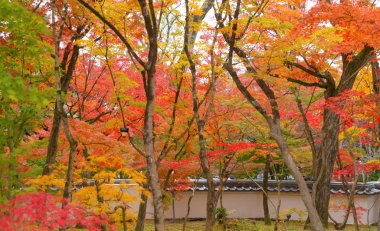 Kırmızı akçaağaç yaprakları ya da sonbahar mevsimine yakın renkli yapraklar 