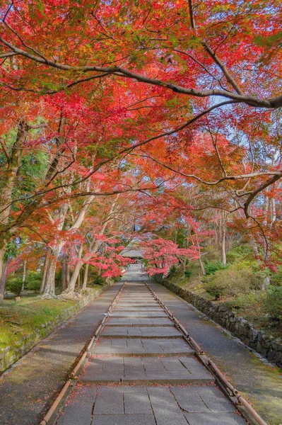 Bishamondo templom vörös juharfa levelek vagy őszi őszi lombozat — Stock Fotó