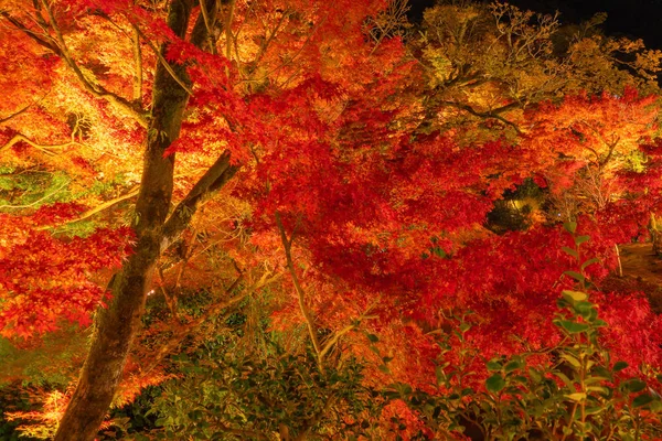 Ilumine-se no túnel vermelho da folhagem da queda, o corredor do bordo, com il — Fotografia de Stock