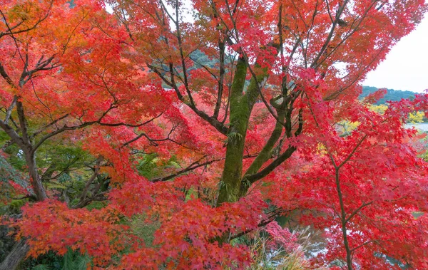 紅葉や紅葉の時期は紅葉の時期に近い。 — ストック写真