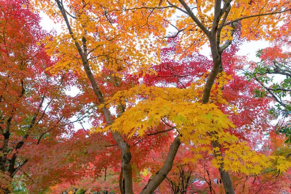 紅葉や紅葉の時期は紅葉の時期に近い。 — ストック写真