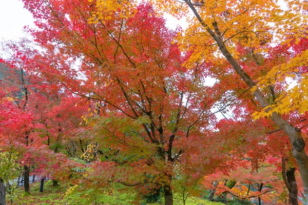 Red maple leaves or fall foliage in colorful autumn season near — Stock Photo, Image