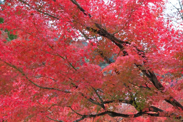 Red maple leaves or fall foliage in colorful autumn season near — Stock Photo, Image