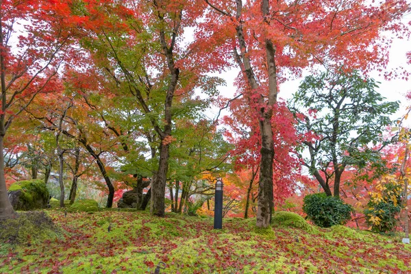 Red maple leaves or fall foliage in colorful autumn season near