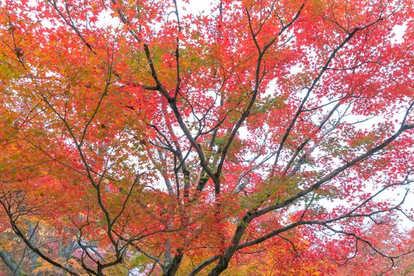 紅葉や紅葉の時期は紅葉の時期に近い。 — ストック写真