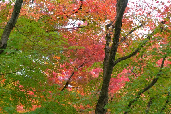 Foglie d'acero rosso o fogliame autunnale colorato vicino — Foto Stock