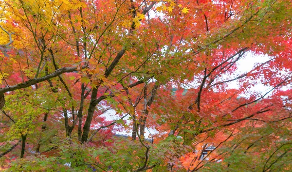 红枫叶或落叶在五彩缤纷的秋秋季节临近 — 图库照片