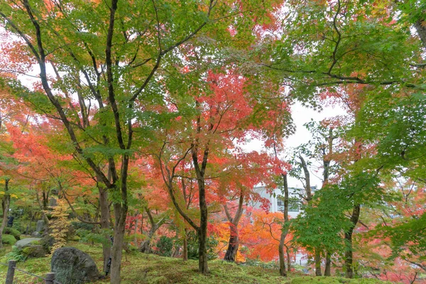 Feuilles d'érable rouges ou feuillage d'automne en automne coloré près de — Photo