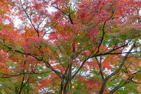 Folhas de bordo vermelhas ou folhagem de outono na temporada de outono colorido perto — Fotografia de Stock
