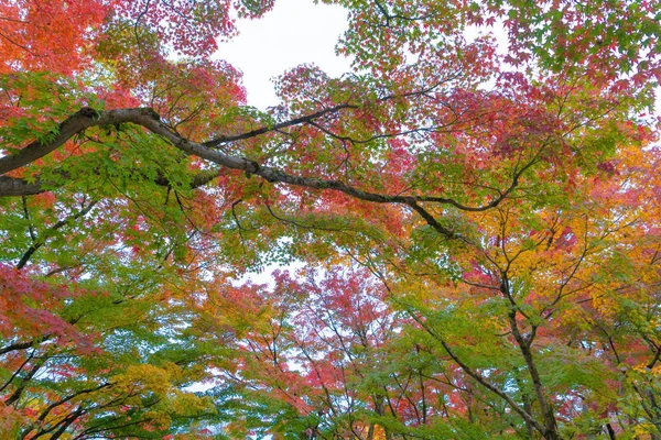 Foglie d'acero rosso o fogliame autunnale colorato vicino — Foto Stock