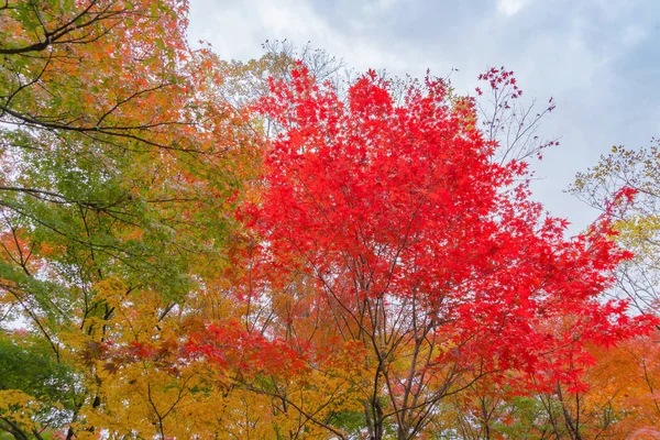 Folhas de bordo vermelhas ou folhagem de outono na temporada de outono colorido perto — Fotografia de Stock