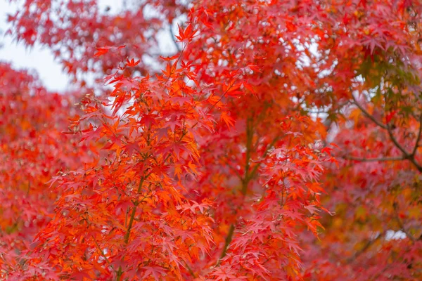 Red maple leaves or fall foliage in colorful autumn season near