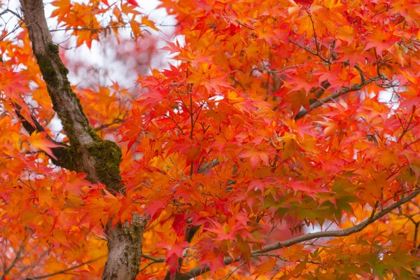 Hojas de arce rojo o follaje de otoño en colorida temporada de otoño cerca — Foto de Stock