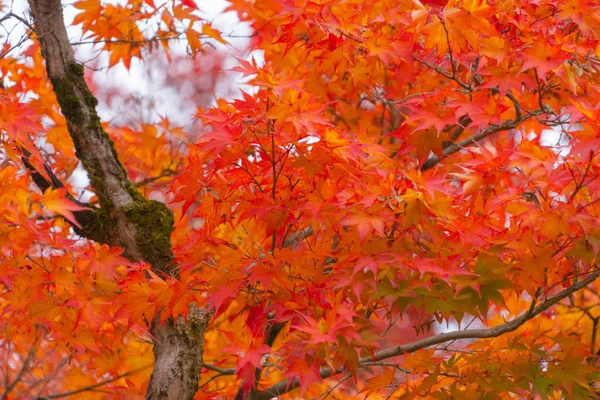 Folhas de bordo vermelhas ou folhagem de outono na temporada de outono colorido perto — Fotografia de Stock