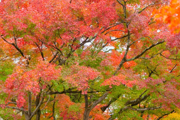 紅葉や紅葉の時期は紅葉の時期に近い。 — ストック写真