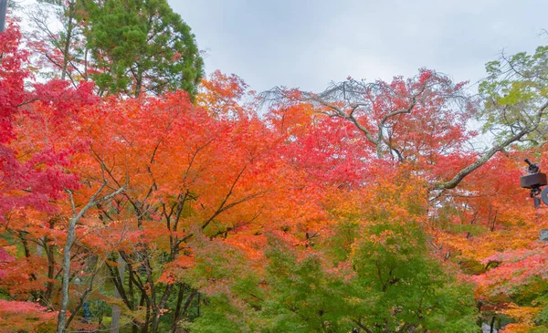 Red maple leaves or fall foliage in colorful autumn season near