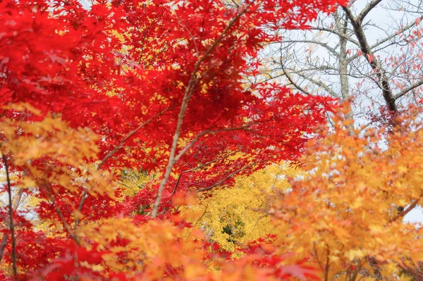 Kırmızı akçaağaç yaprakları ya da sonbahar mevsimine yakın renkli yapraklar — Stok fotoğraf