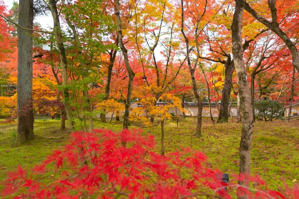 Red maple leaves or fall foliage in colorful autumn season near — Stock Photo, Image