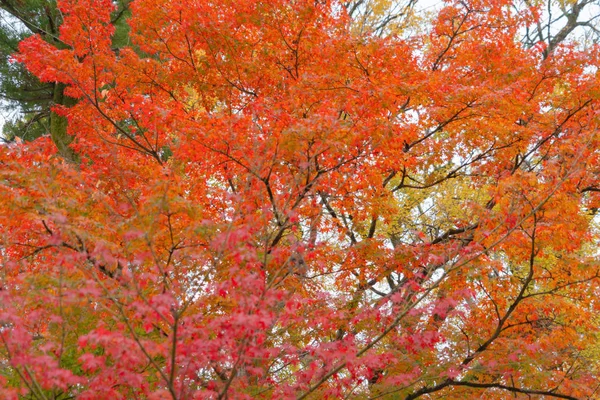 Feuilles d'érable rouges ou feuillage d'automne en automne coloré près de — Photo