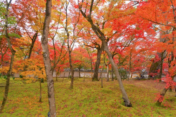 Röda lönnlöv eller falla löv i färgglada höstsäsongen nära — Stockfoto