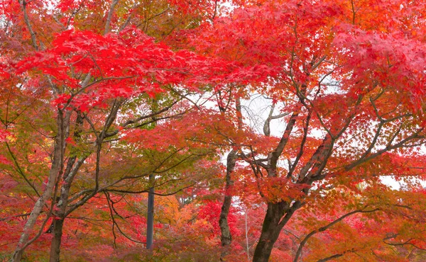 Красные кленовые листья или осенняя листва в красочный осенний сезон вблизи — стоковое фото