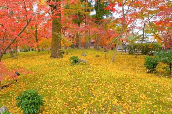 Červené javorové listy nebo podzimní listí v barevném podzimním období v blízkosti — Stock fotografie
