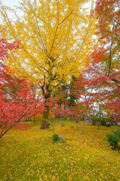 Rote Ahornblätter oder Herbstlaub in der farbenfrohen Herbstsaison in der Nähe — Stockfoto