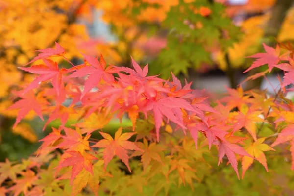 Red maple leaves or fall foliage in colorful autumn season near Stock Picture