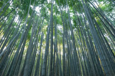 Japon Bambu Ormanı. Arashiyama 'daki uzun ağaçlar kutsal yolculukta.