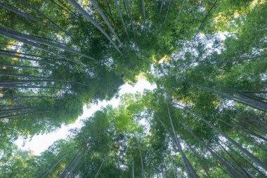Japon Bambu Ormanı. Arashiyama 'daki uzun ağaçlar kutsal yolculukta.