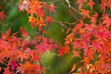 Kırmızı akçaağaç yaprakları ya da renkli sonbaharda dalları olan yapraklar.