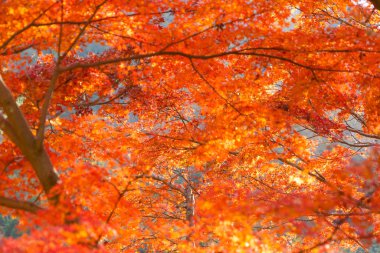 Kırmızı akçaağaç yaprakları ya da renkli sonbaharda dalları olan yapraklar.