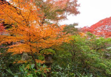 Kırmızı akçaağaç yaprakları ya da renkli sonbaharda dalları olan yapraklar.