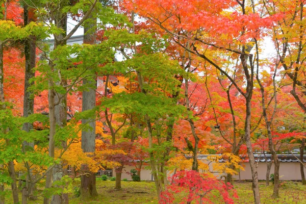 Feuilles d'érable rouges ou feuillage d'automne en automne coloré près de — Photo