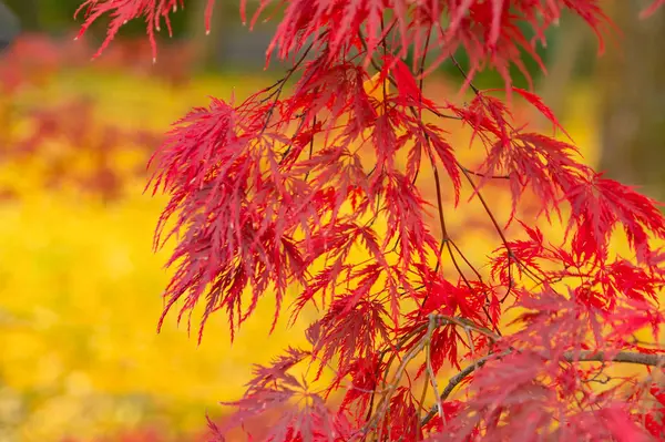 Czerwony klon liście lub jesienne liście w kolorowym sezonie jesiennym w pobliżu — Zdjęcie stockowe