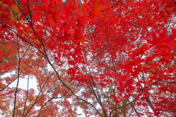 Folhas de bordo vermelhas ou folhagem de outono na temporada de outono colorido perto — Fotografia de Stock