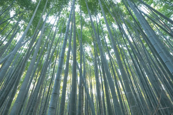 Japanese Bamboo Forest. Tall trees at Arashiyama in travel holid