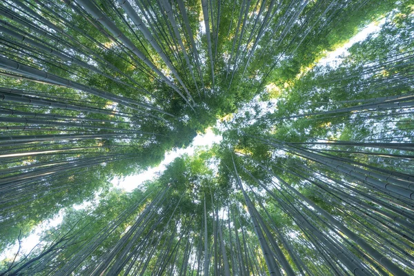 Japanese Bamboo Forest. Tall trees at Arashiyama in travel holid