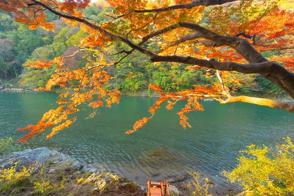 Rode esdoorn bladeren of herfst gebladerte in kleurrijke herfst seizoen in de buurt — Stockfoto